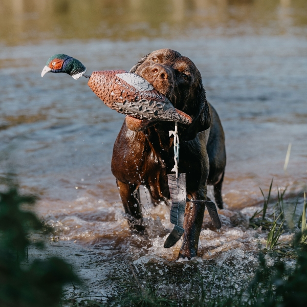 trenirovychen-aport-za-kucheta-fazan-pheasant-400grama-www.lovnistoki.bg (6) тренировъчен апорт за ловни кучета